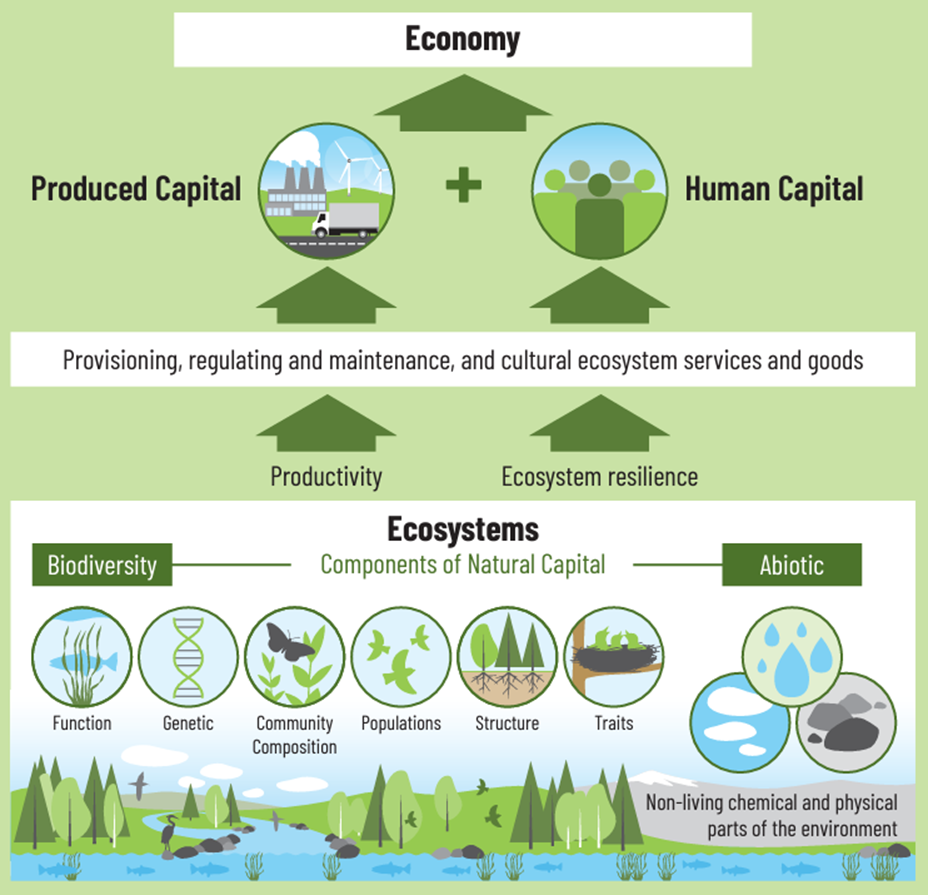 Diagram: ecosystems, made up of biodiversity and abiotic elements, provide ecosystem services that support produced and human capital, which drive the economy.